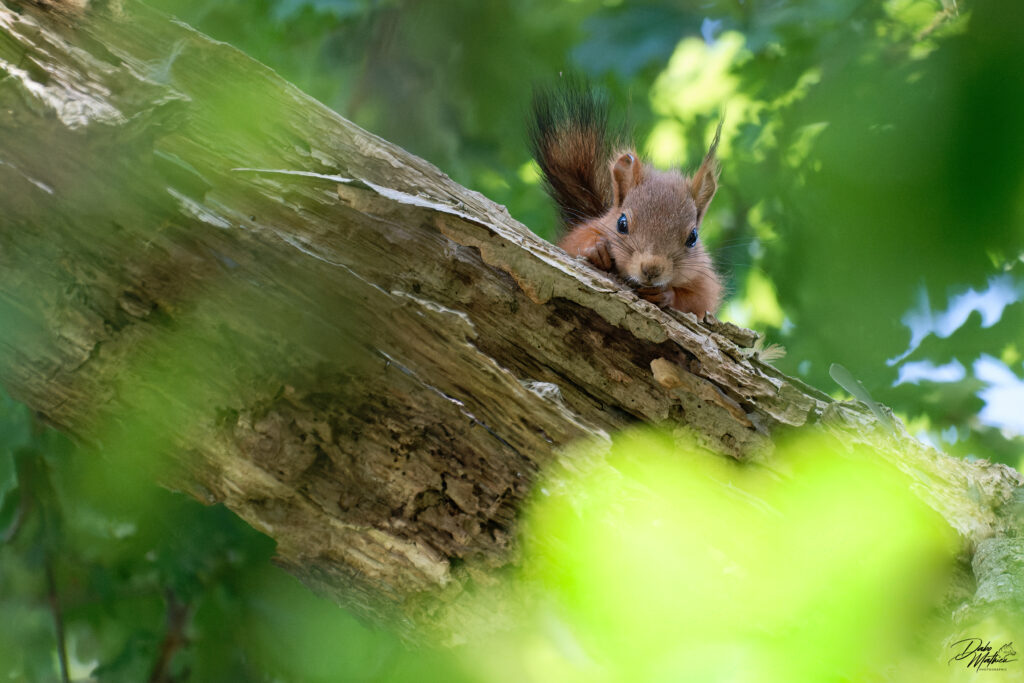 Écureuil roux dans un arbre ©Mathieu Dabo