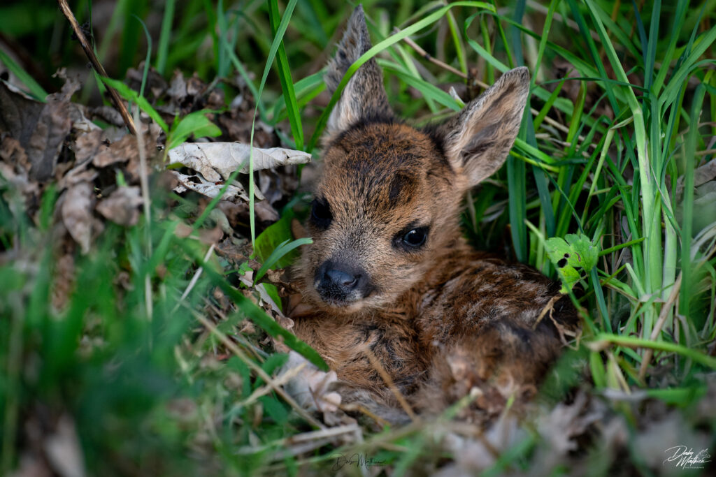 Petit faon de chevreuil caché dans les herbes ©Mathieu Dabo