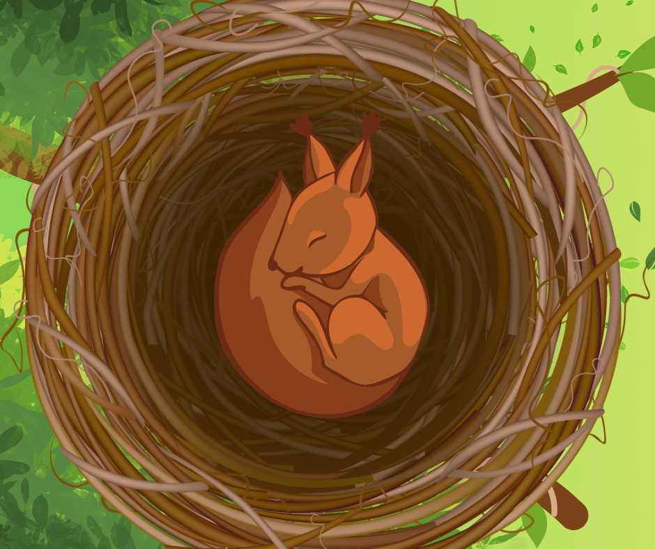 Petit écureuil qui dort