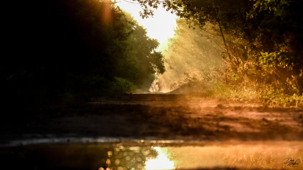 Lumière en sous bois