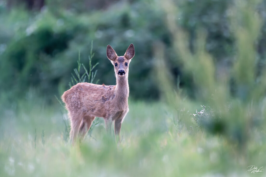 Jeune chevreuil ©Mathieu Dabo