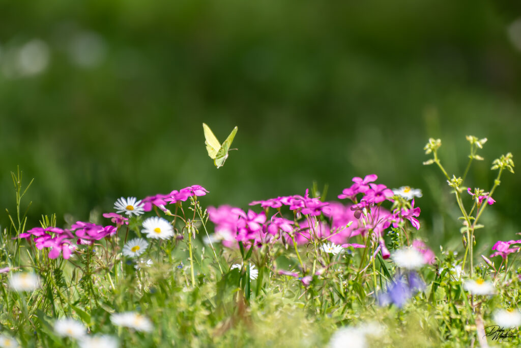 Papillon citron volant au dessus des fleurs ©Mathieu Dabo