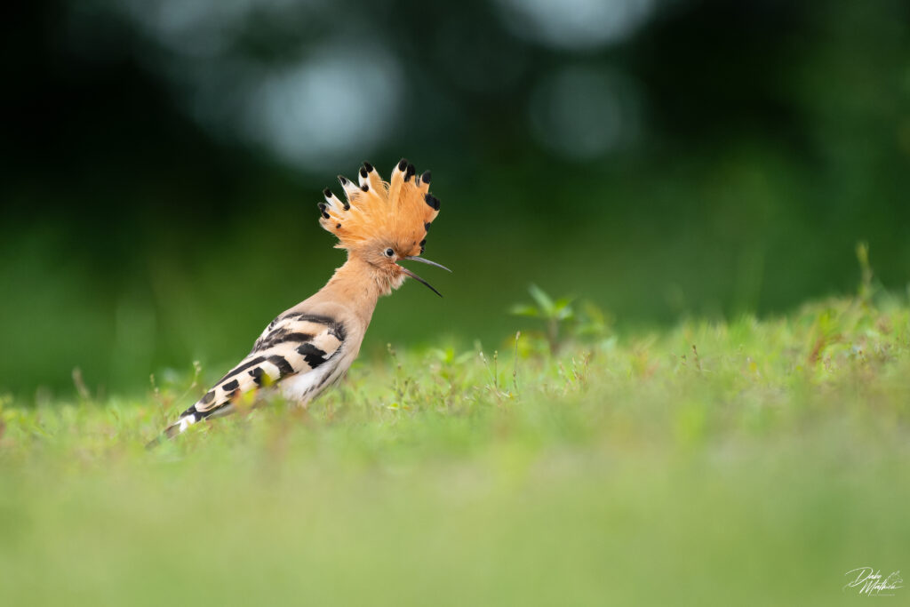 Huppe fasciée au sol ©Mathieu Dabo