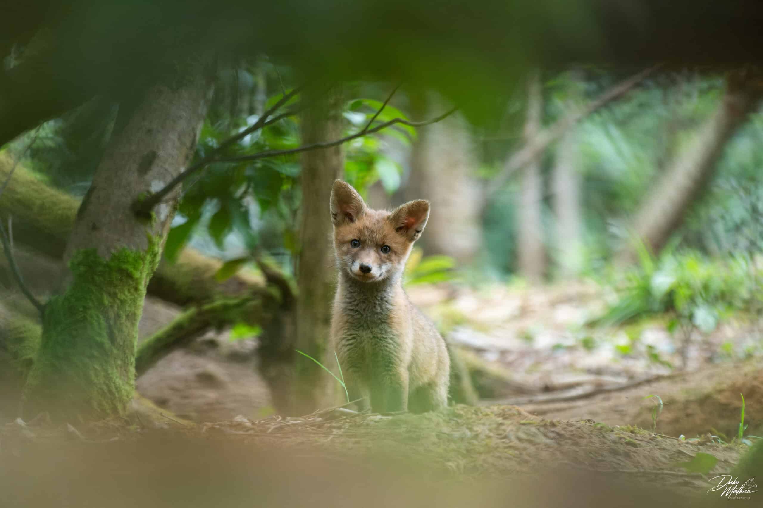 Renardeau dans la forêt ©Mathieu Dabo