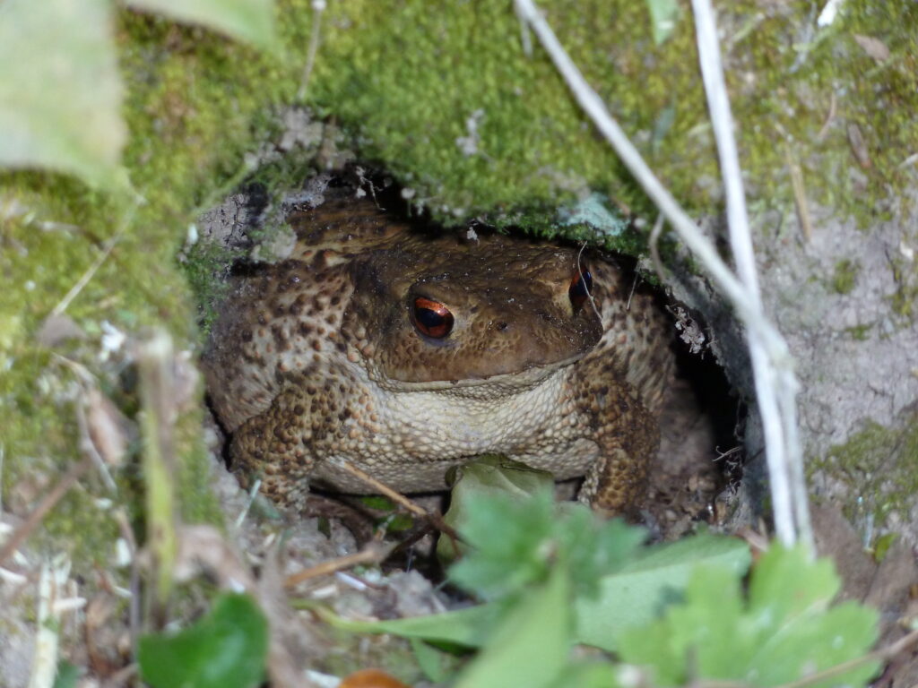Crapaud épineux caché dans le jardin