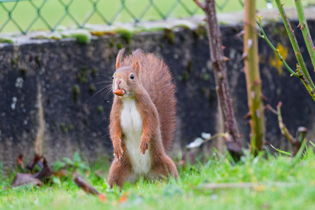 Écureuil roux avec sa noisette dans le jardin
