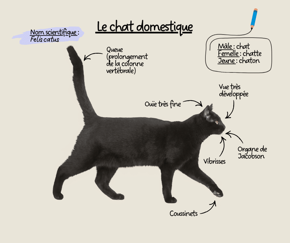 Description chat domestique