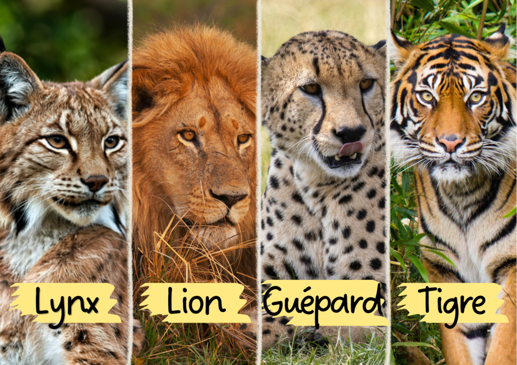Le lynx, le lion, le guépard et le tigre sont des cousins du chat