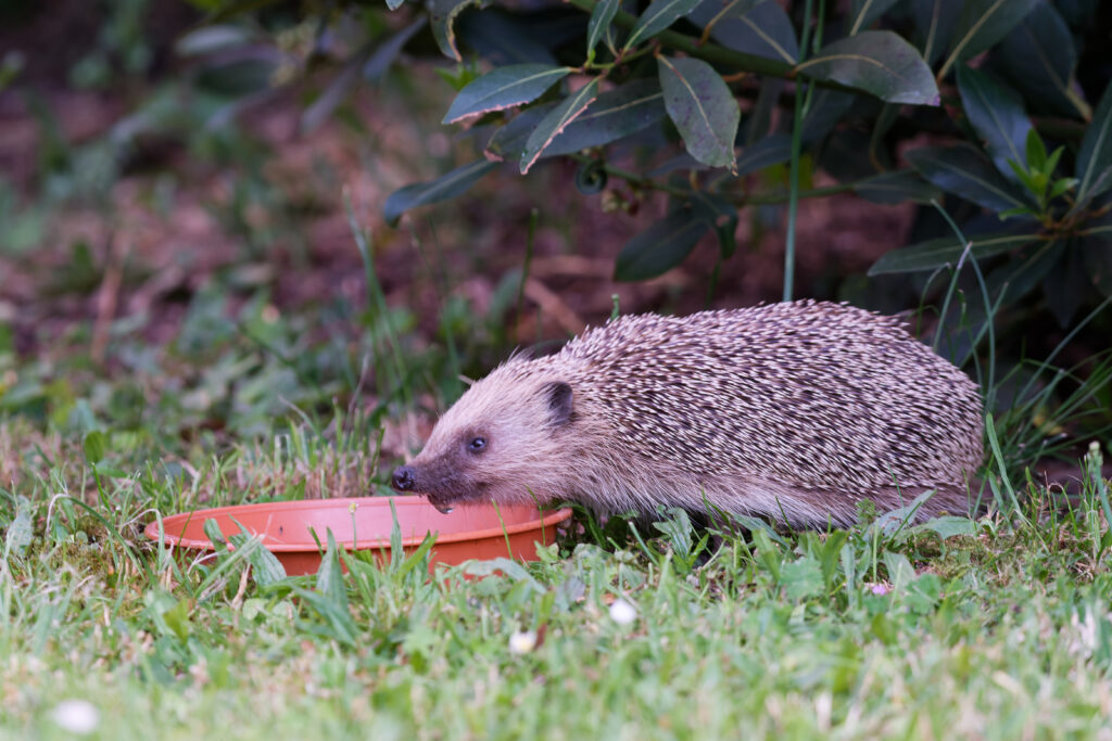 Hérisson d'Europe en train de boire au jardin