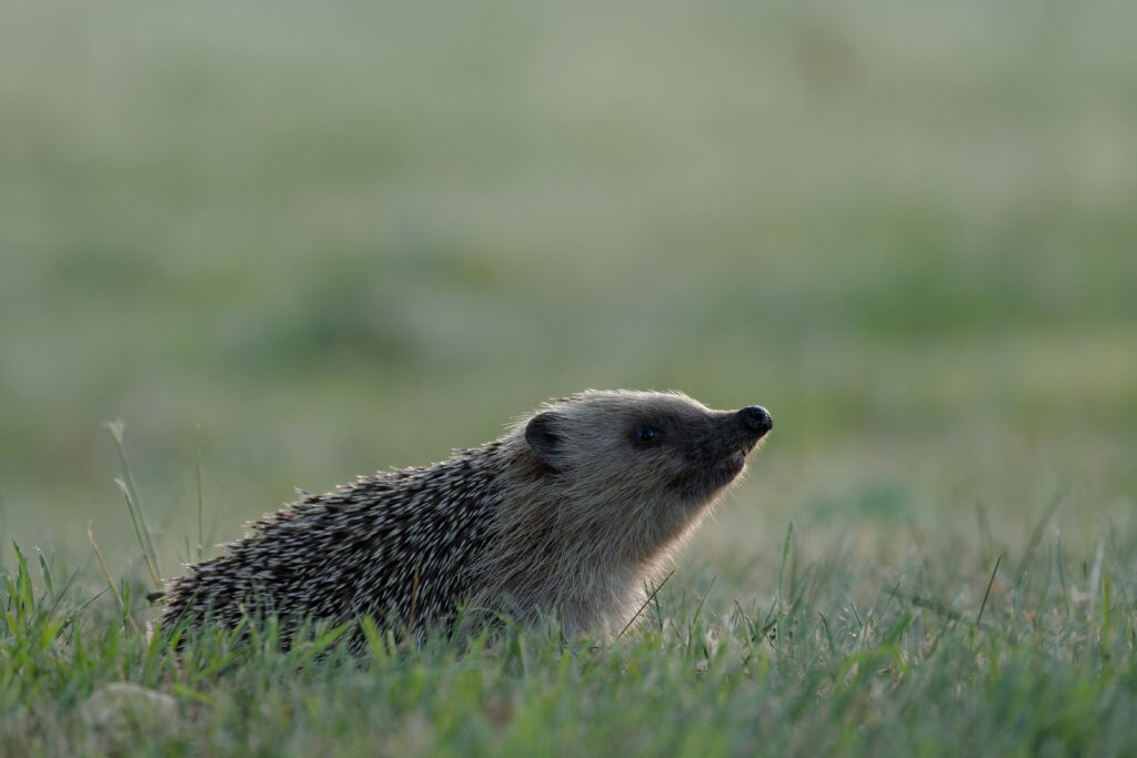 Hérisson d'Europe dans le jardin