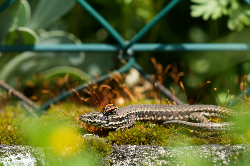 Lézard des murailles accompagné de son gendarme au jardin