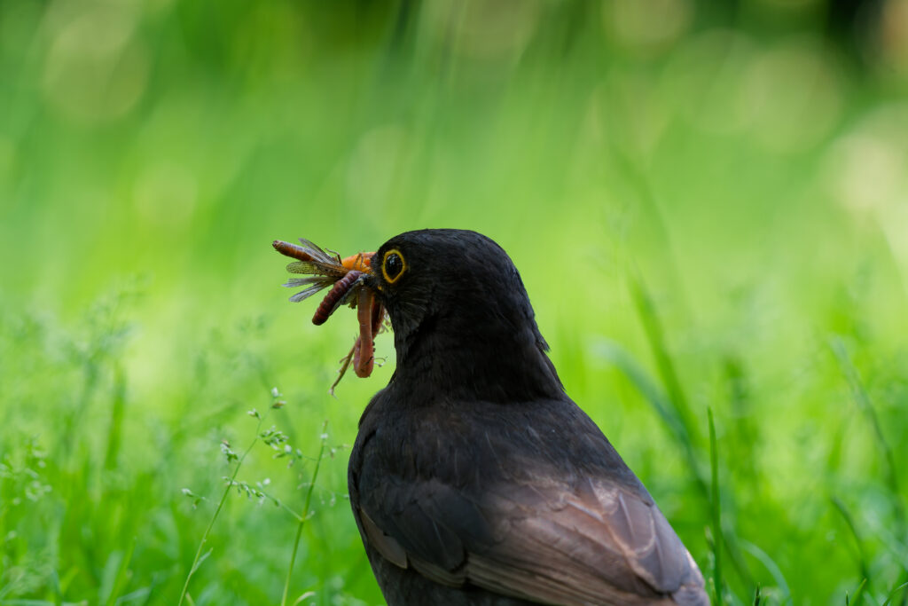 Merle noir et son repas dans le jardin