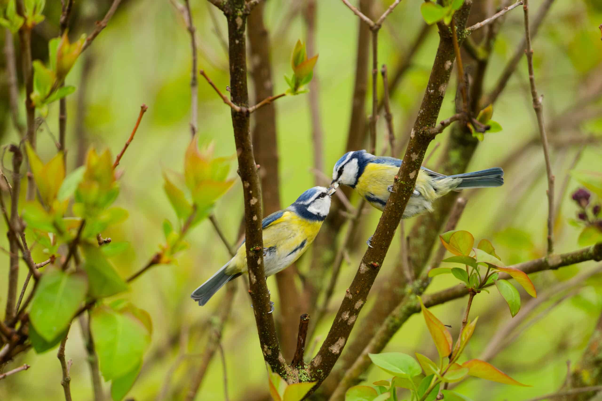 2 mésanges bleues au jardin