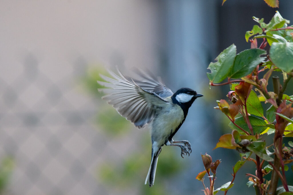 Mésange charbonnière en vol au jardin