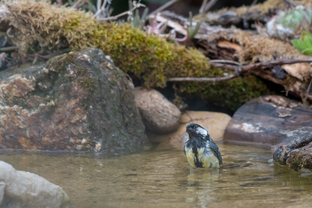 Mésange charbonnière en train de prendre son bain