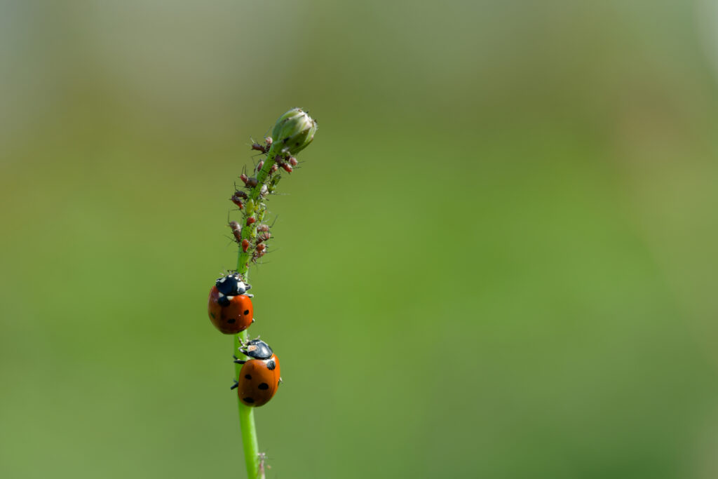 2 coccinelles à 7 points au jardin