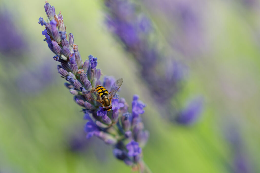 Syrphe sur un brin de lavende dans le jardin