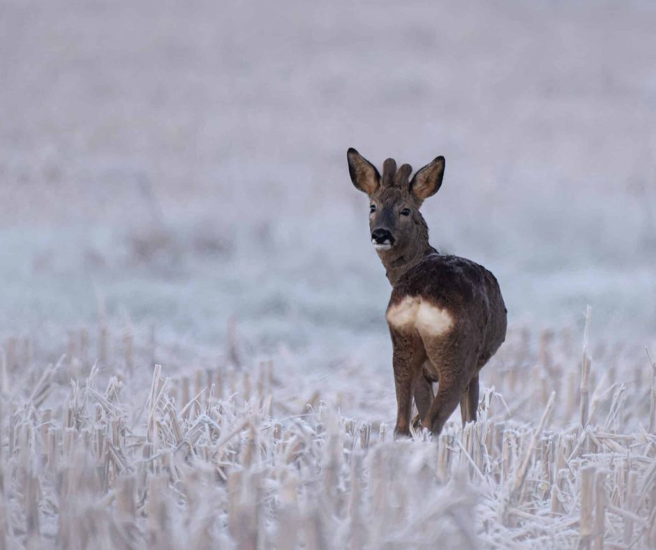 Chevreuil en hiver © Mathieu Dabo