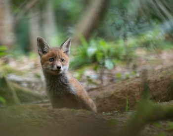 Renardeau dans un sous bois ©Mathieu Dabo